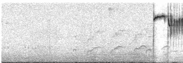 Percefleur noir - ML565458911