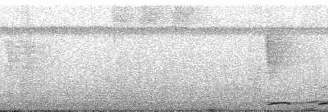 holub krátkozobý - ML56546
