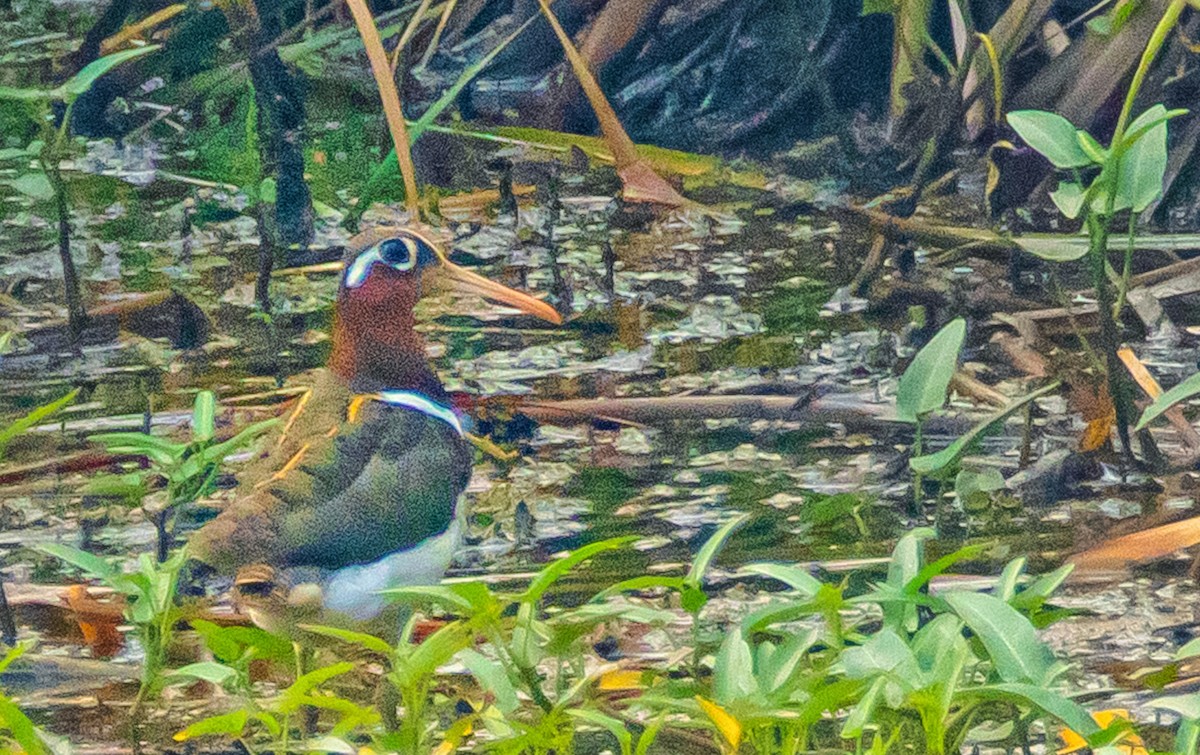 Greater Painted-Snipe - ML565463561