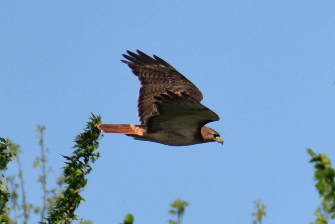 Red-tailed Hawk - Rachael & Dean Winstead