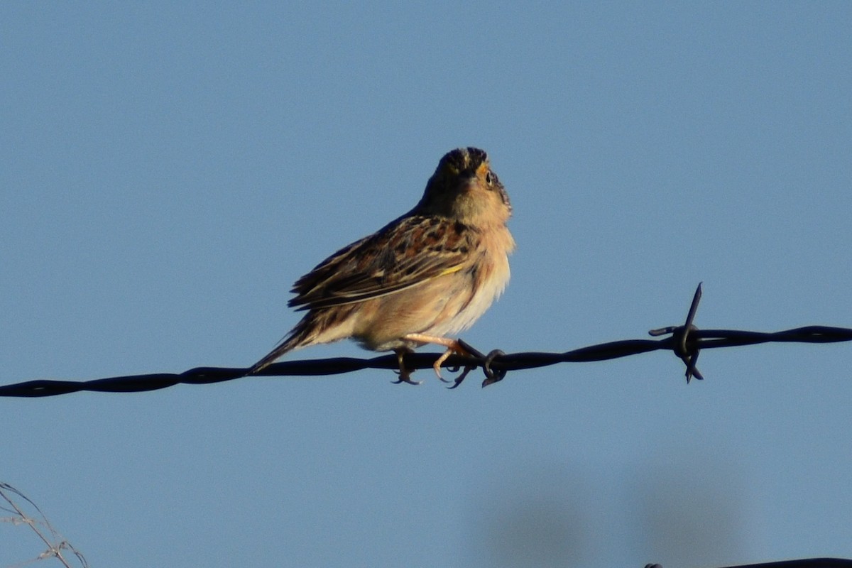 Grasshopper Sparrow - ML565464411