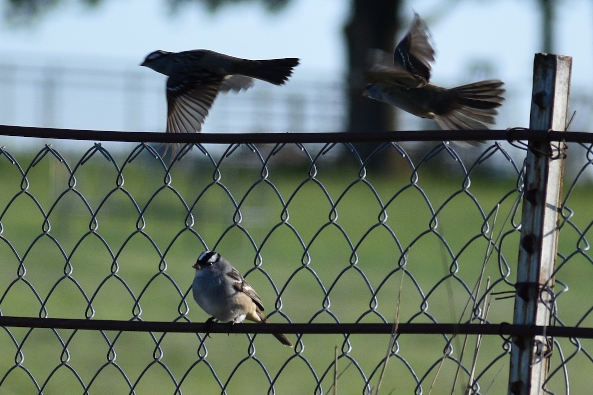 White-crowned Sparrow - Rachael & Dean Winstead