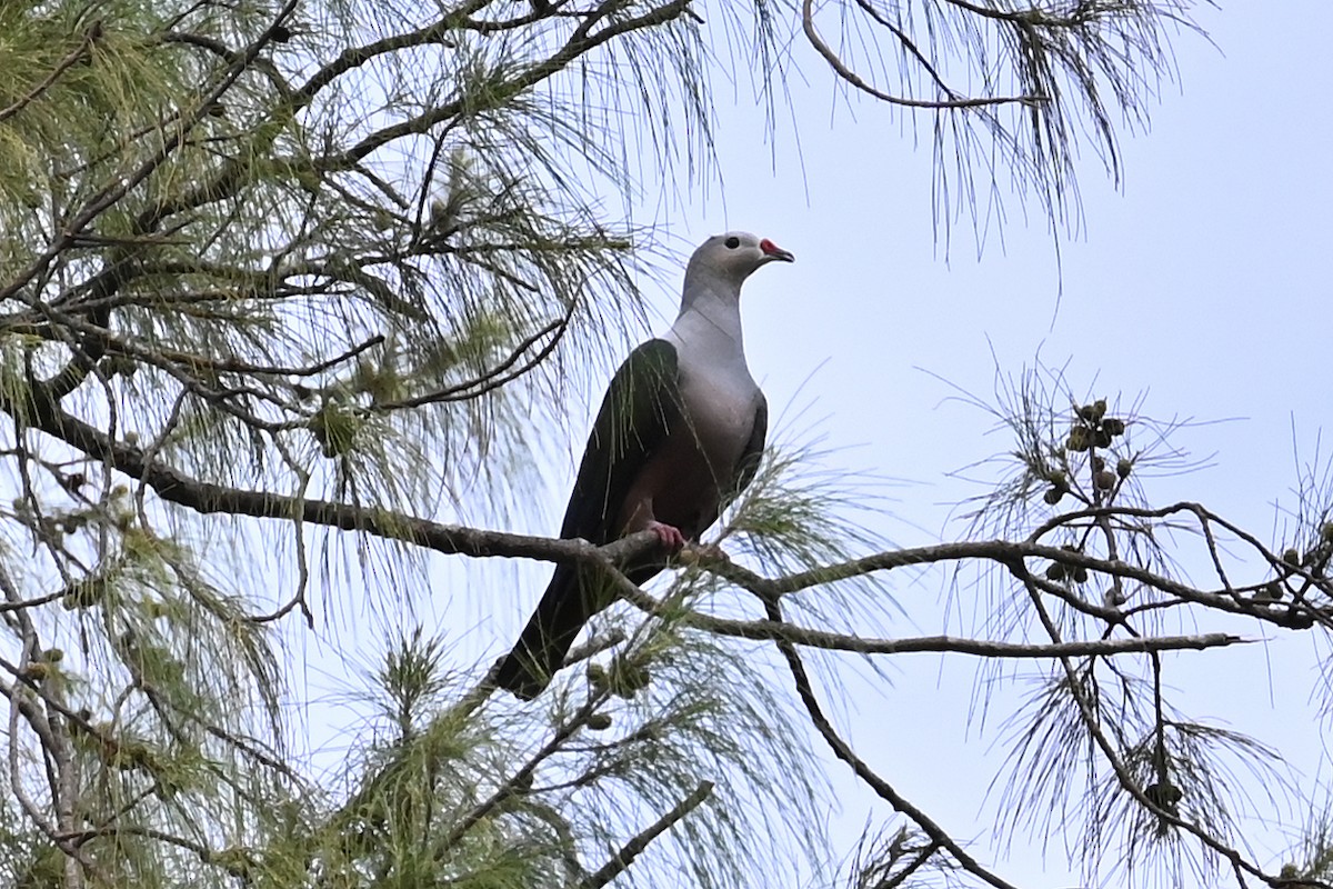 Red-knobbed Imperial-Pigeon - ML565465751