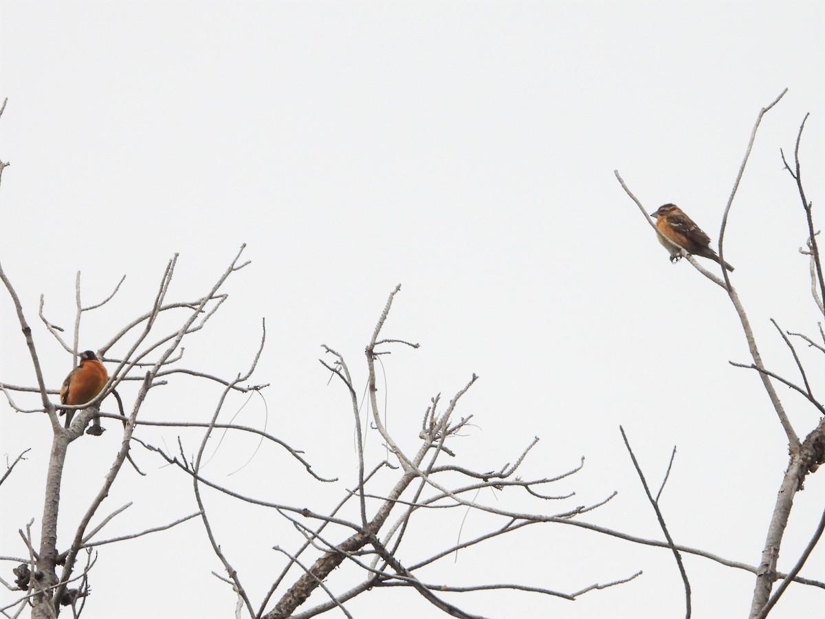 ebird-checklist-1-may-2023-mt-diablo-sp-mitchell-canyon-28