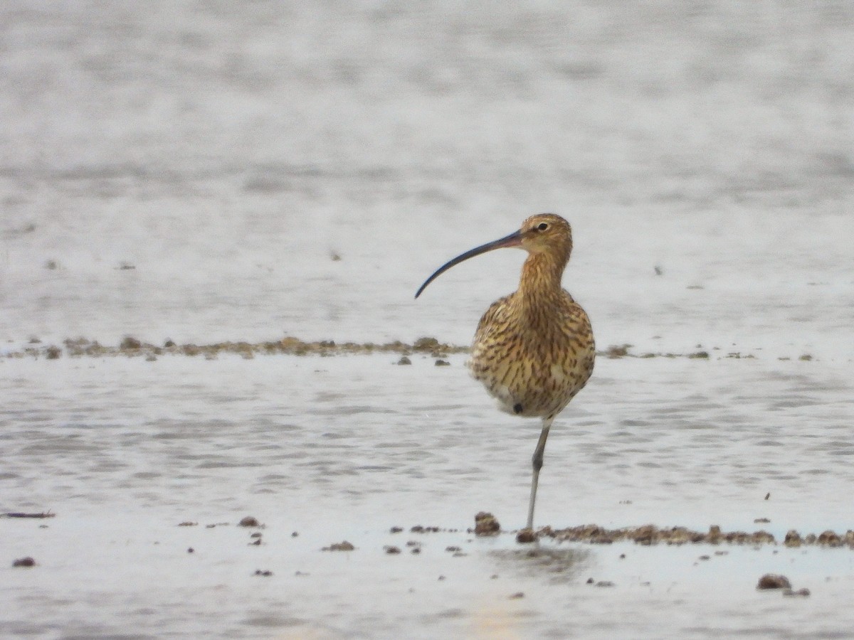 Eurasian Curlew - Marco Pavia