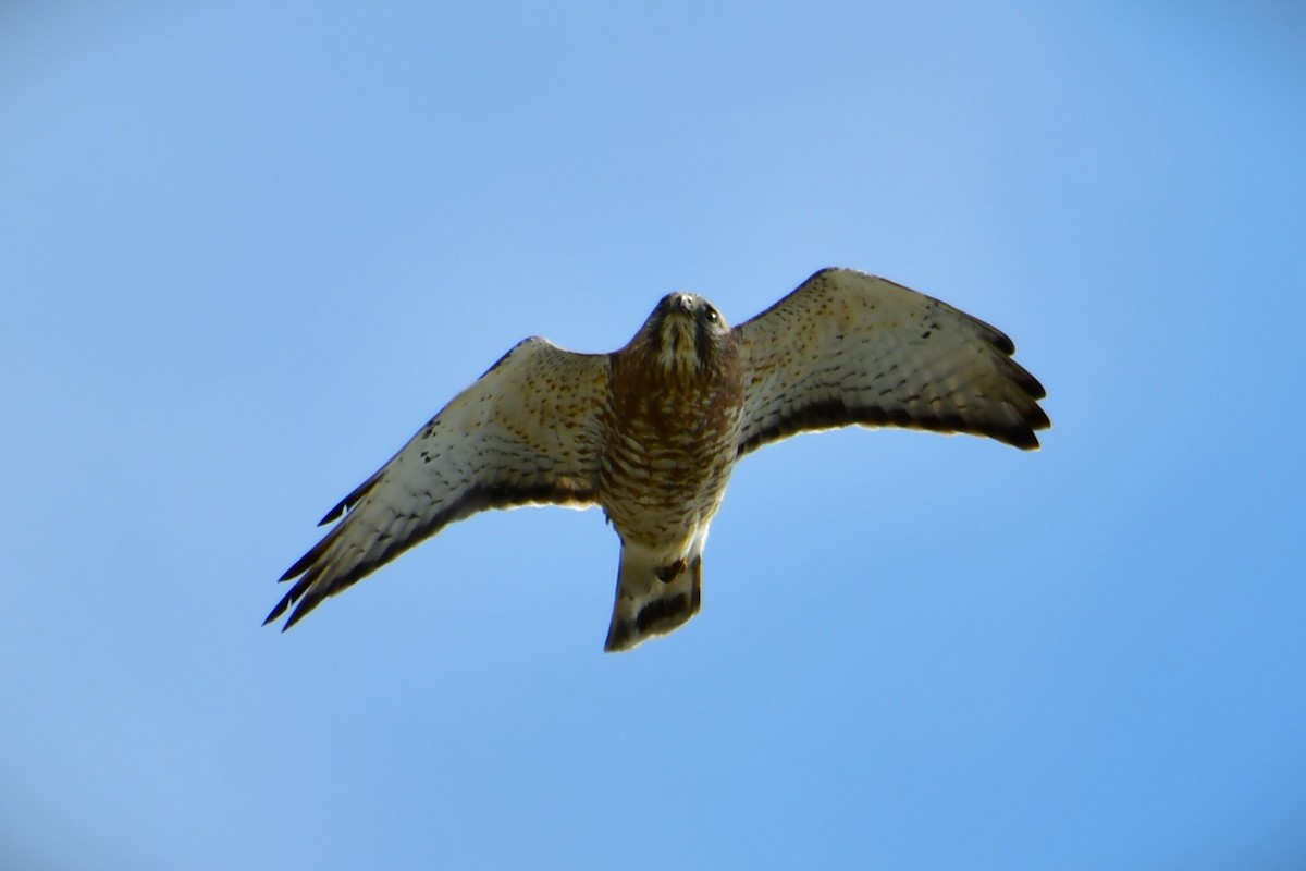 Broad-winged Hawk - ML565477431