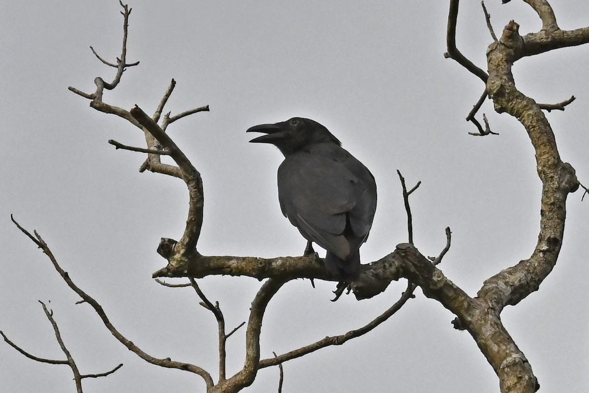 Torresian Crow - ML565480211