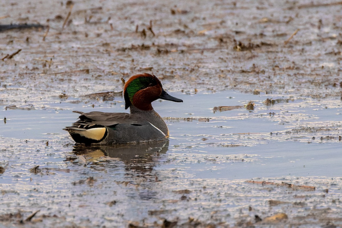 Green-winged Teal - ML565482351