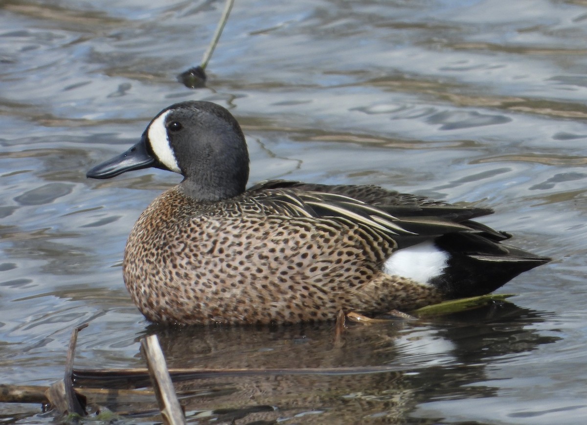 Blue-winged Teal - ML565488501