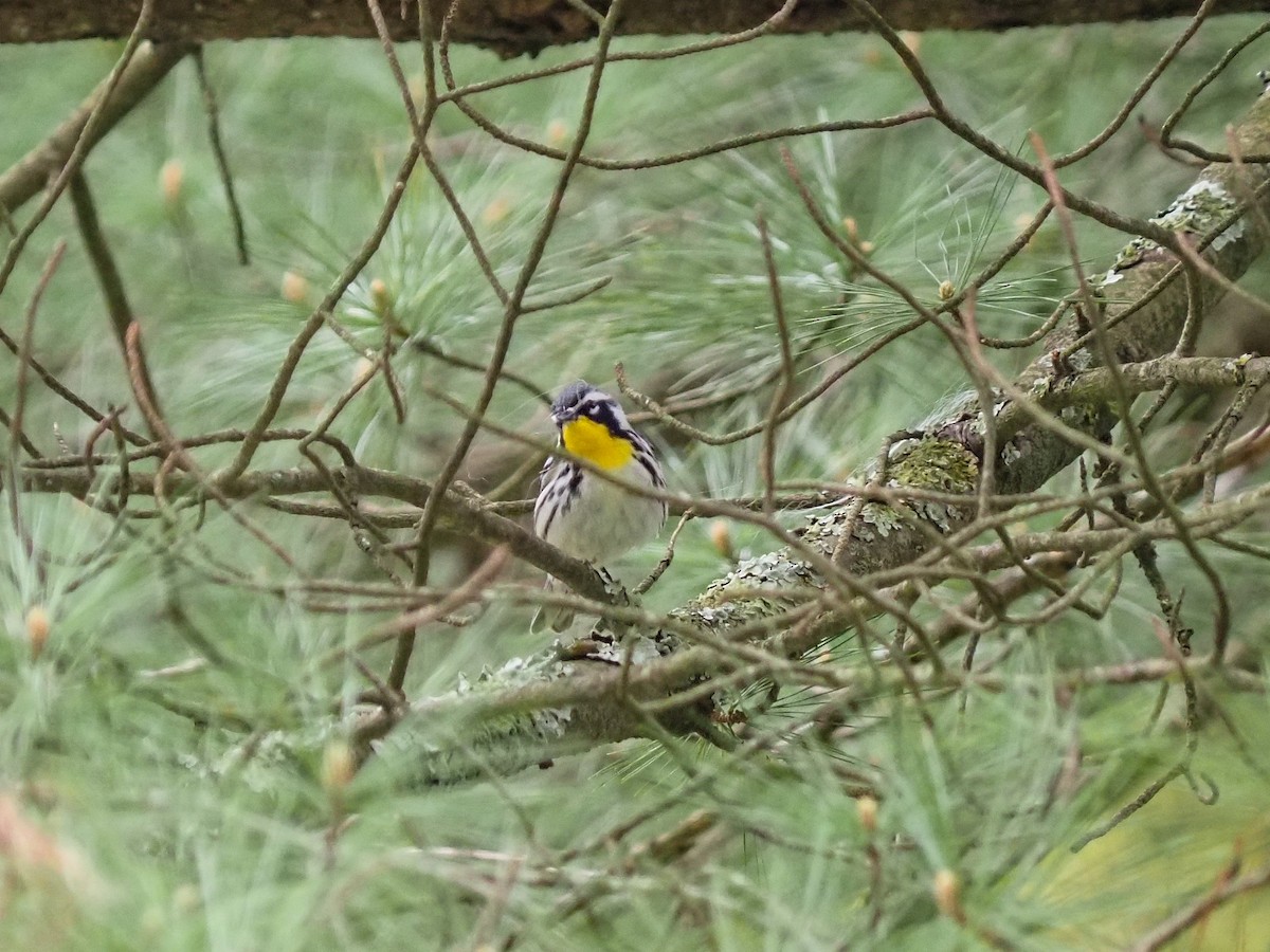 Yellow-throated Warbler - ML565494981