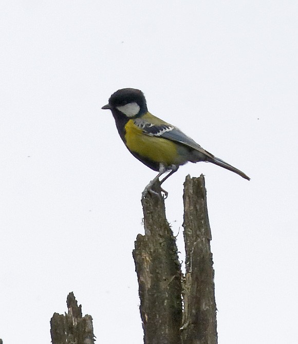 Green-backed Tit - Dave Curtis