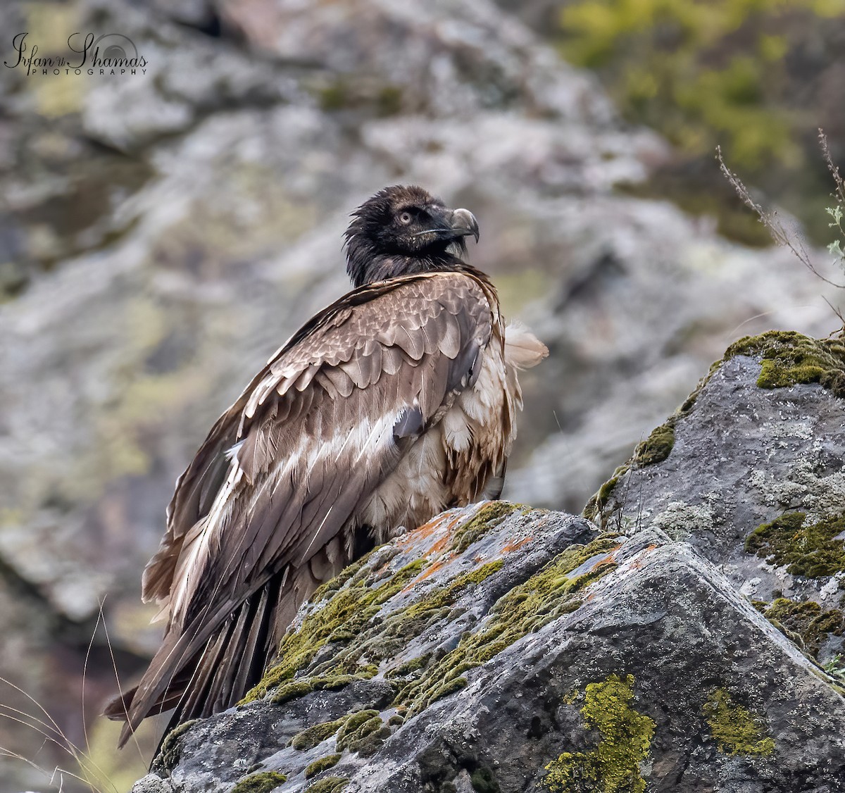 Bearded Vulture - Flying Osprey