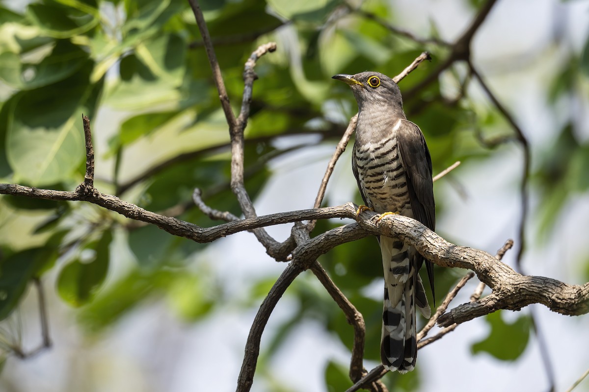 Indian Cuckoo - ML565506331