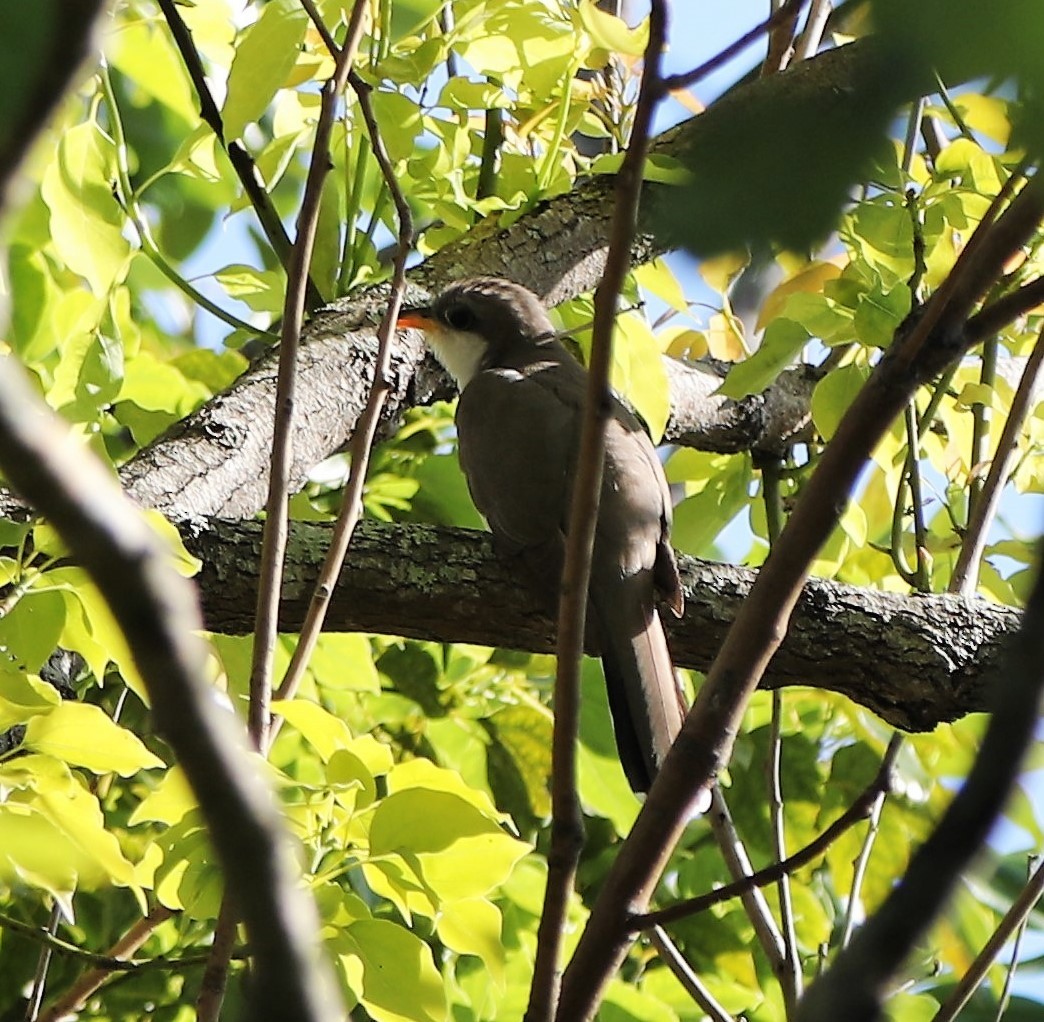 eBird Checklist 1 May 2023 Mead Botanical Gardens 30 species
