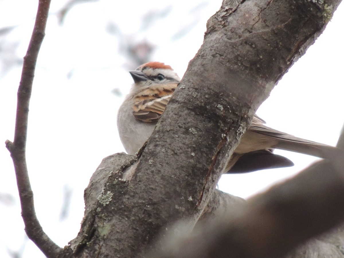 Chipping Sparrow - ML56551541