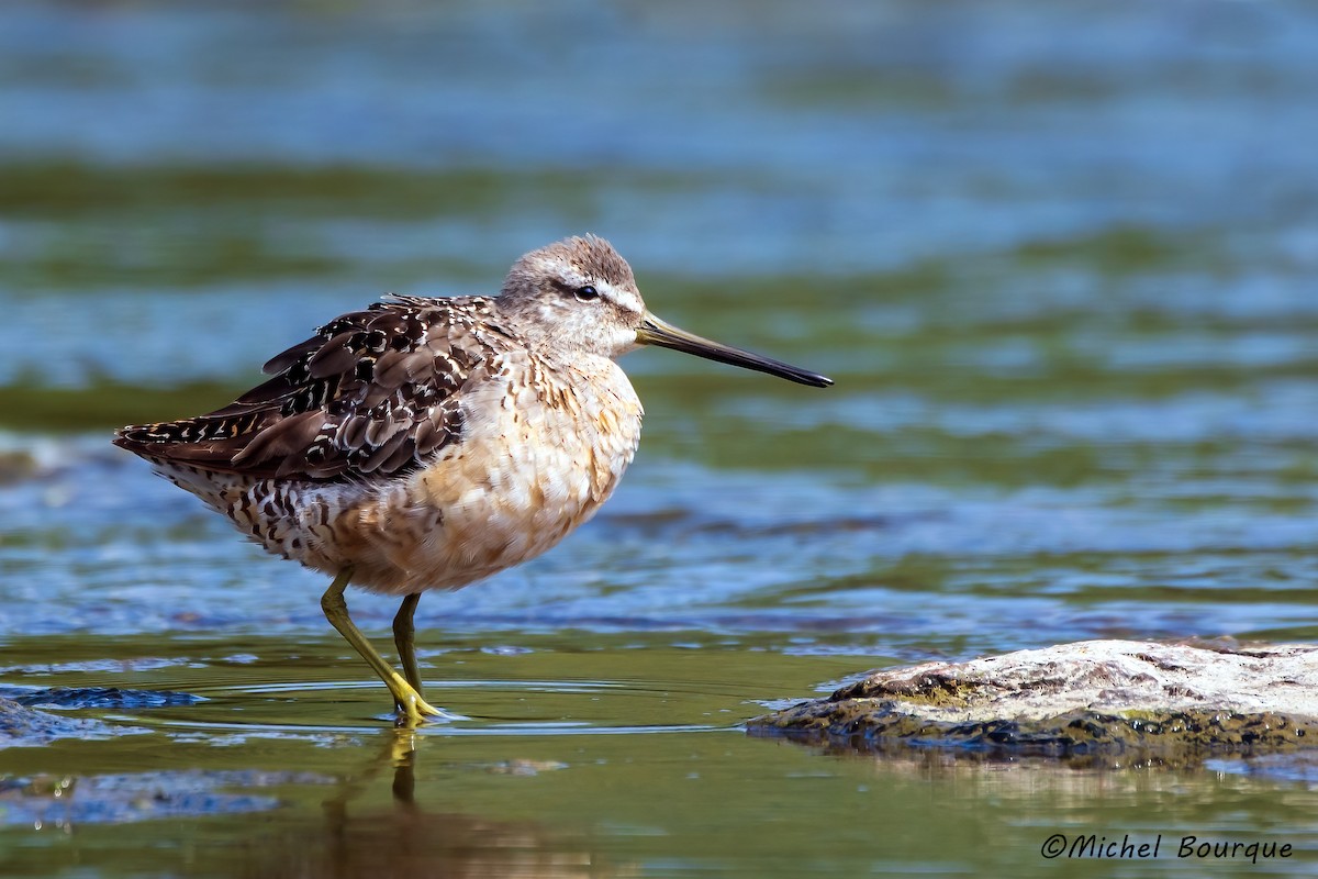 Long-billed Dowitcher - ML565517791