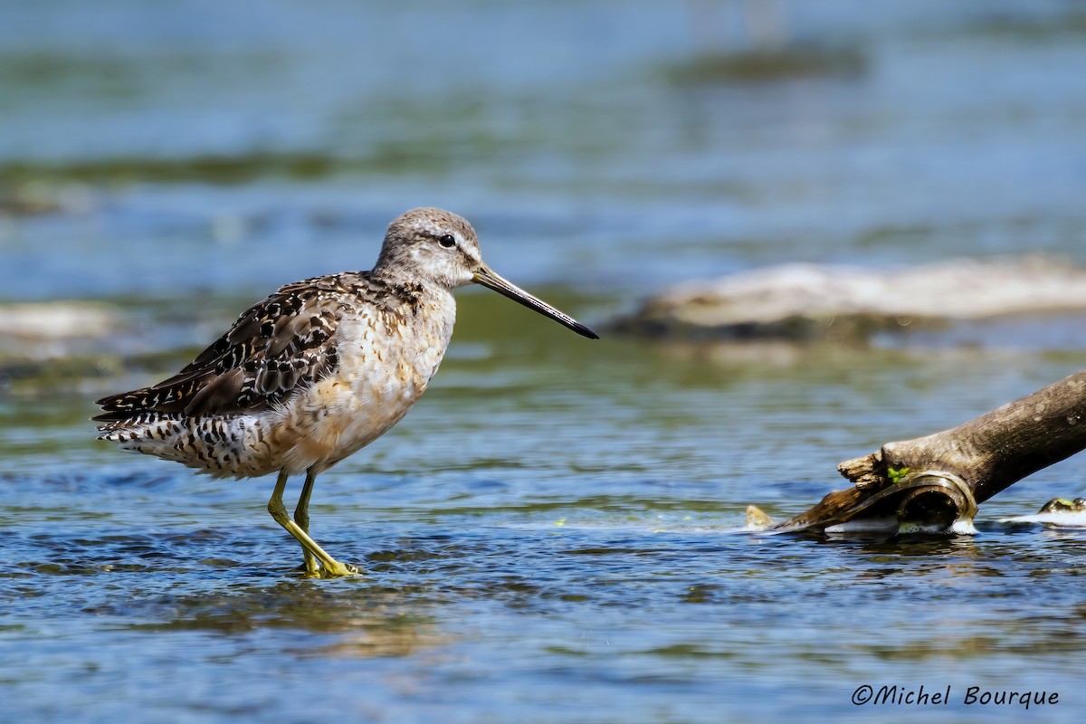 Long-billed Dowitcher - ML565517821