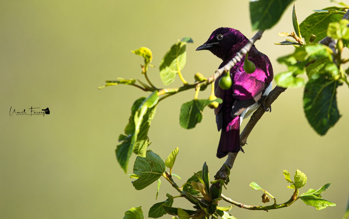 Violet-backed Starling - ML565525771