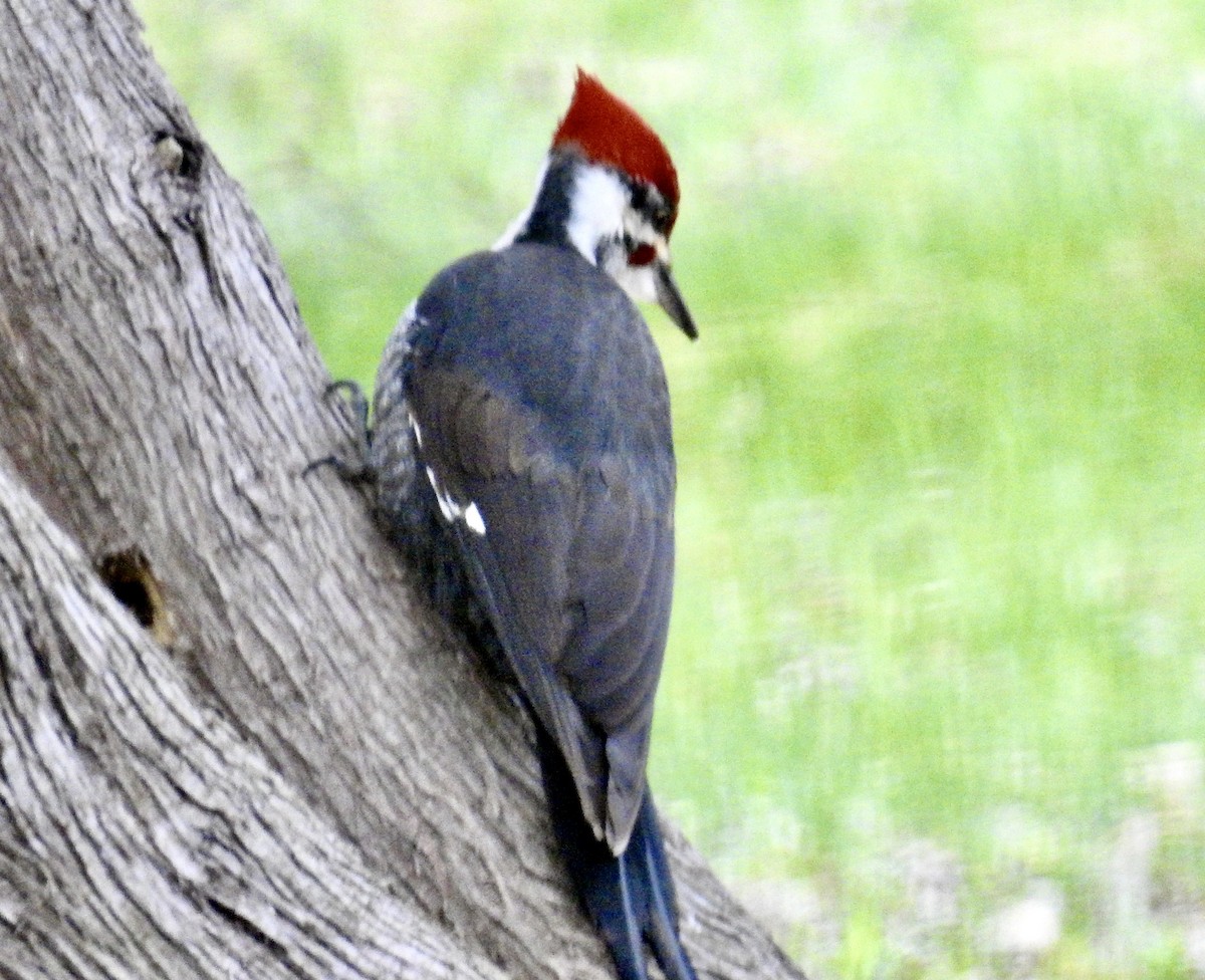 Pileated Woodpecker - ML565531941