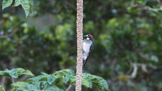 Acorn Woodpecker - ML565533711