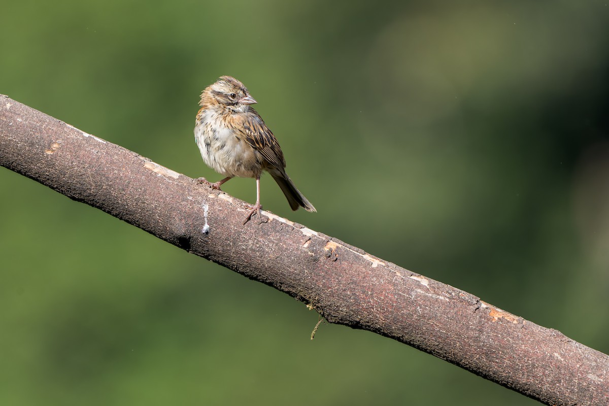 Rufous-collared Sparrow - ML565533981
