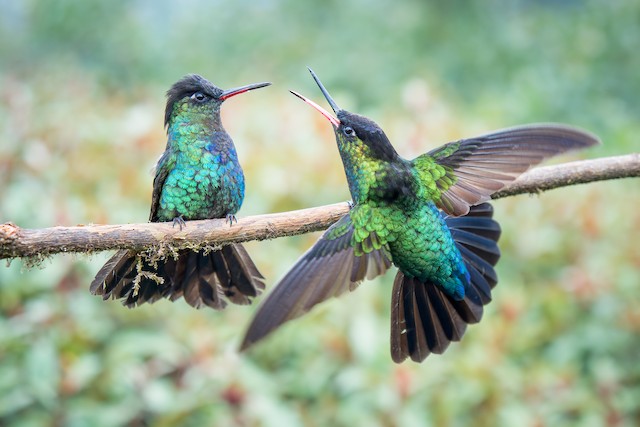 Hummingbird jinsiy pozitsiyasi