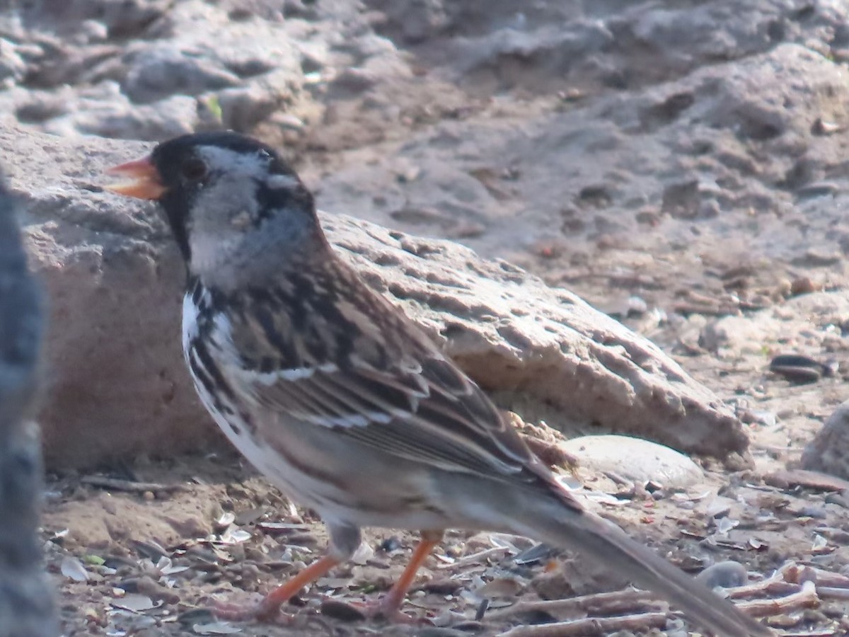 Harris's Sparrow - ML565535191