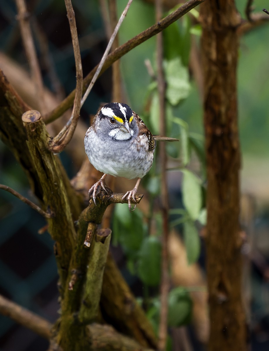 White-throated Sparrow - P Smith