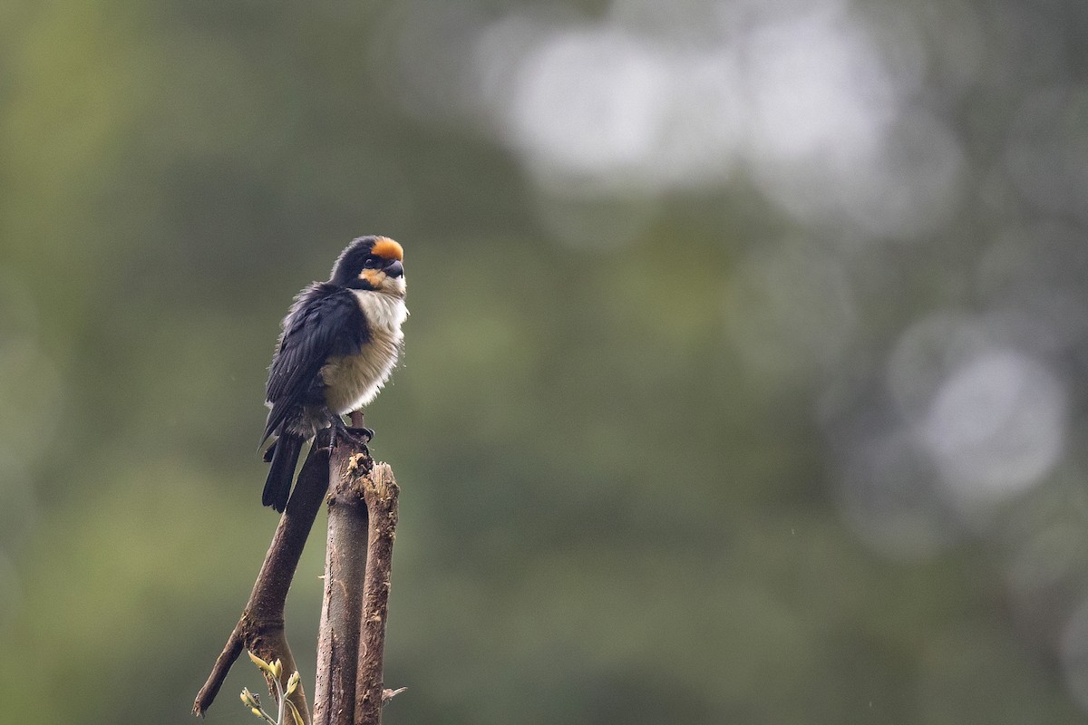 White-fronted Falconet - ML565535451
