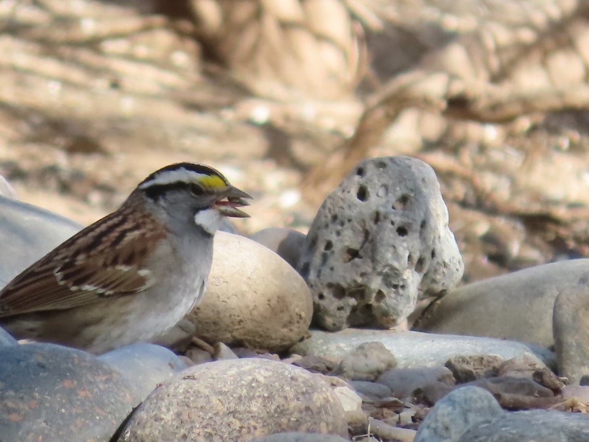 White-throated Sparrow - ML565536181