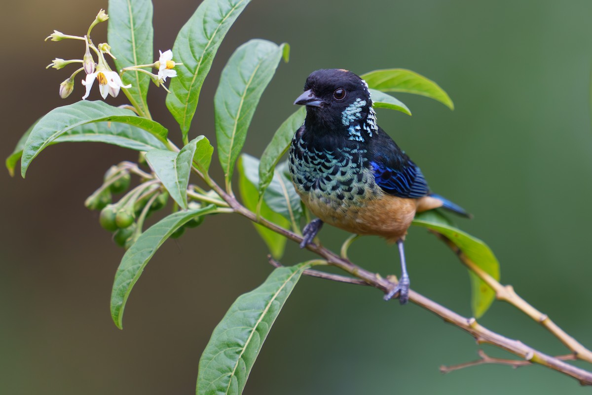 Spangle-cheeked Tanager - ML565536461
