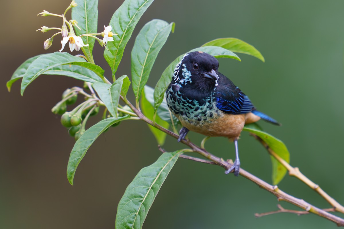 Spangle-cheeked Tanager - ML565536811