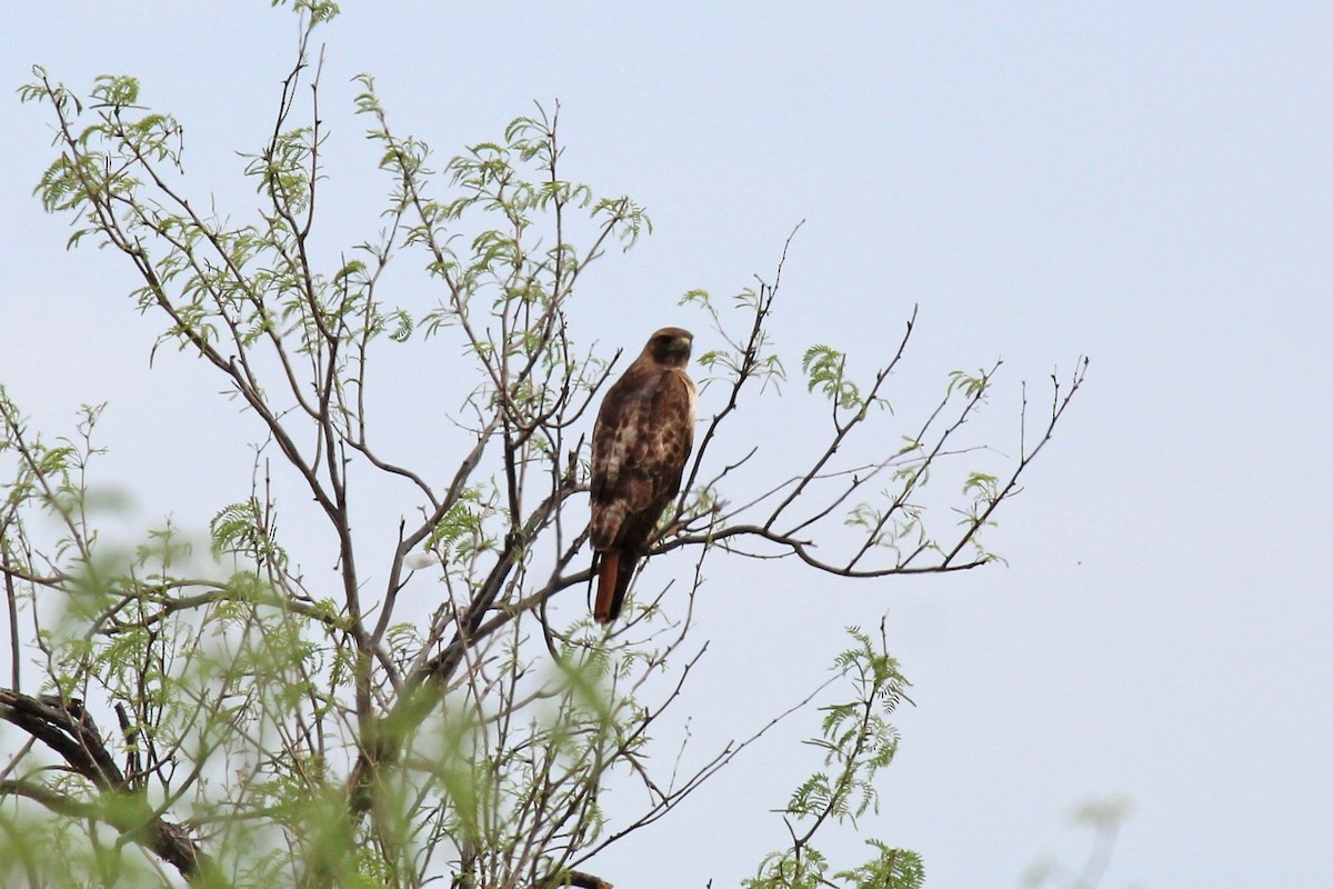 Red-tailed Hawk - ML565542041