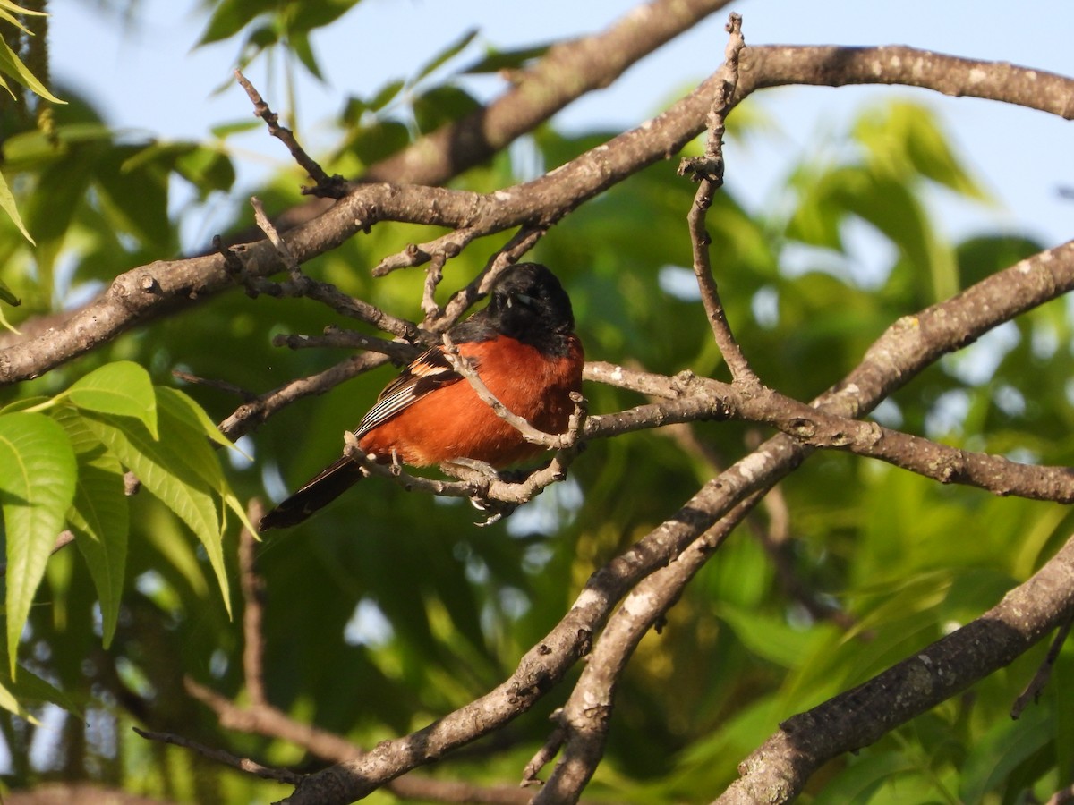 Orchard Oriole - ML565542051