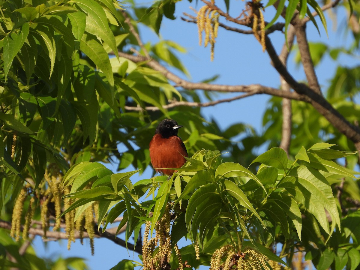 Orchard Oriole - ML565542061