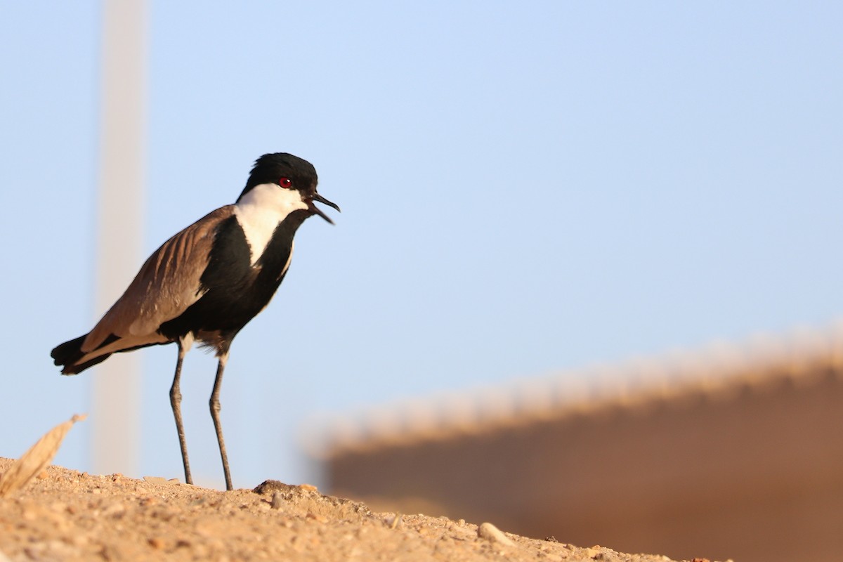Spur-winged Lapwing - ML565542601