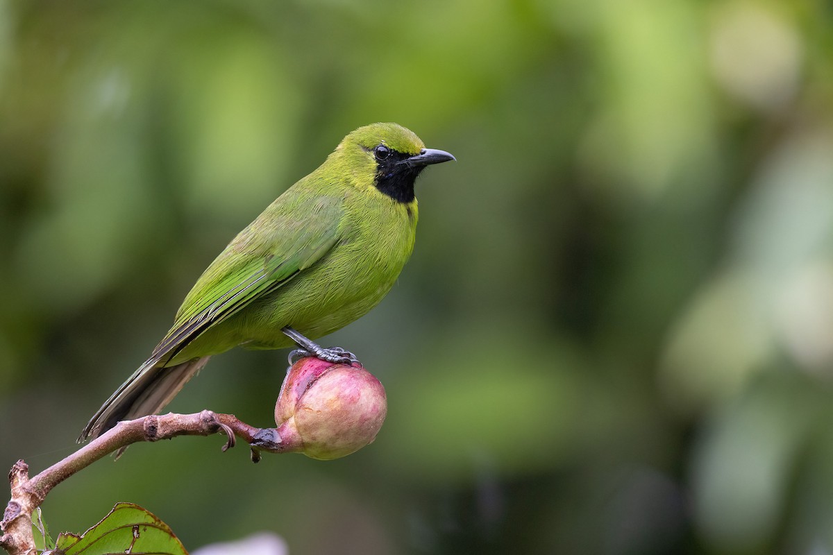 Lesser Green Leafbird - Chris Venetz | Ornis Birding Expeditions