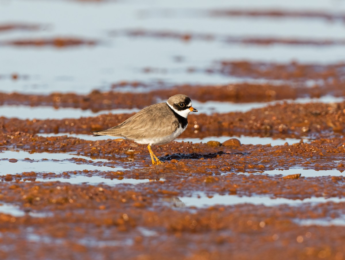 Semipalmated Plover - ML565544311