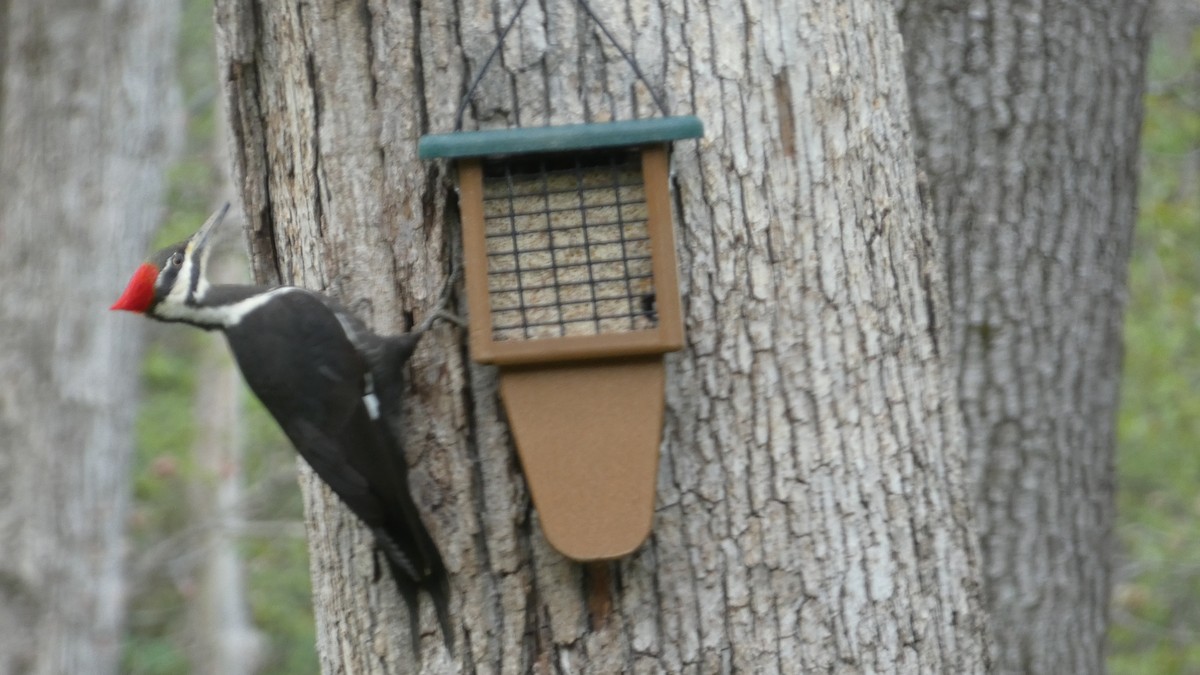 Pileated Woodpecker - ML565550111