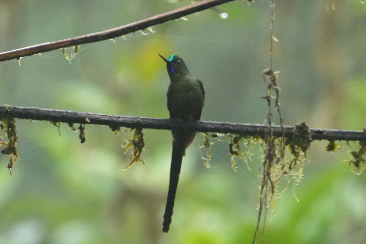 Violet-tailed Sylph - ML56555381