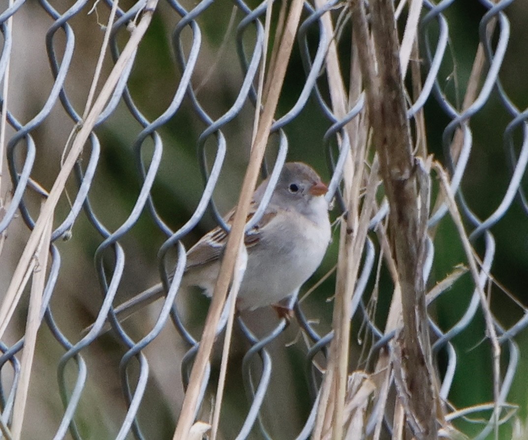 Field Sparrow - ML565556561