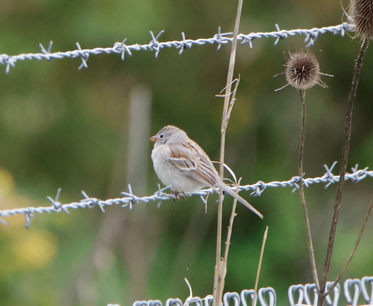 Field Sparrow - ML565556571