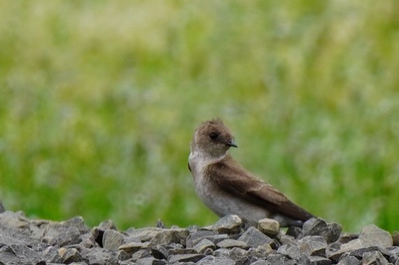 Northern Rough-winged Swallow - Robin Trevillian