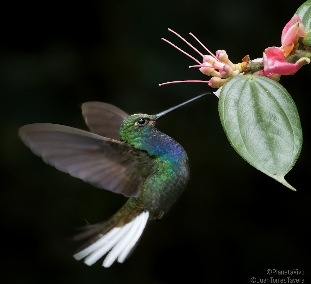 kolibřík zelenohřbetý - ML565561091