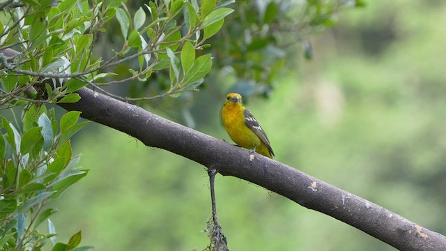 Flame-colored Tanager - ML565561771