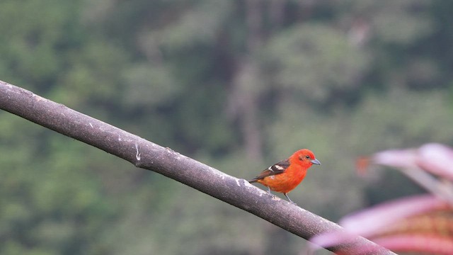 Flame-colored Tanager - ML565561791