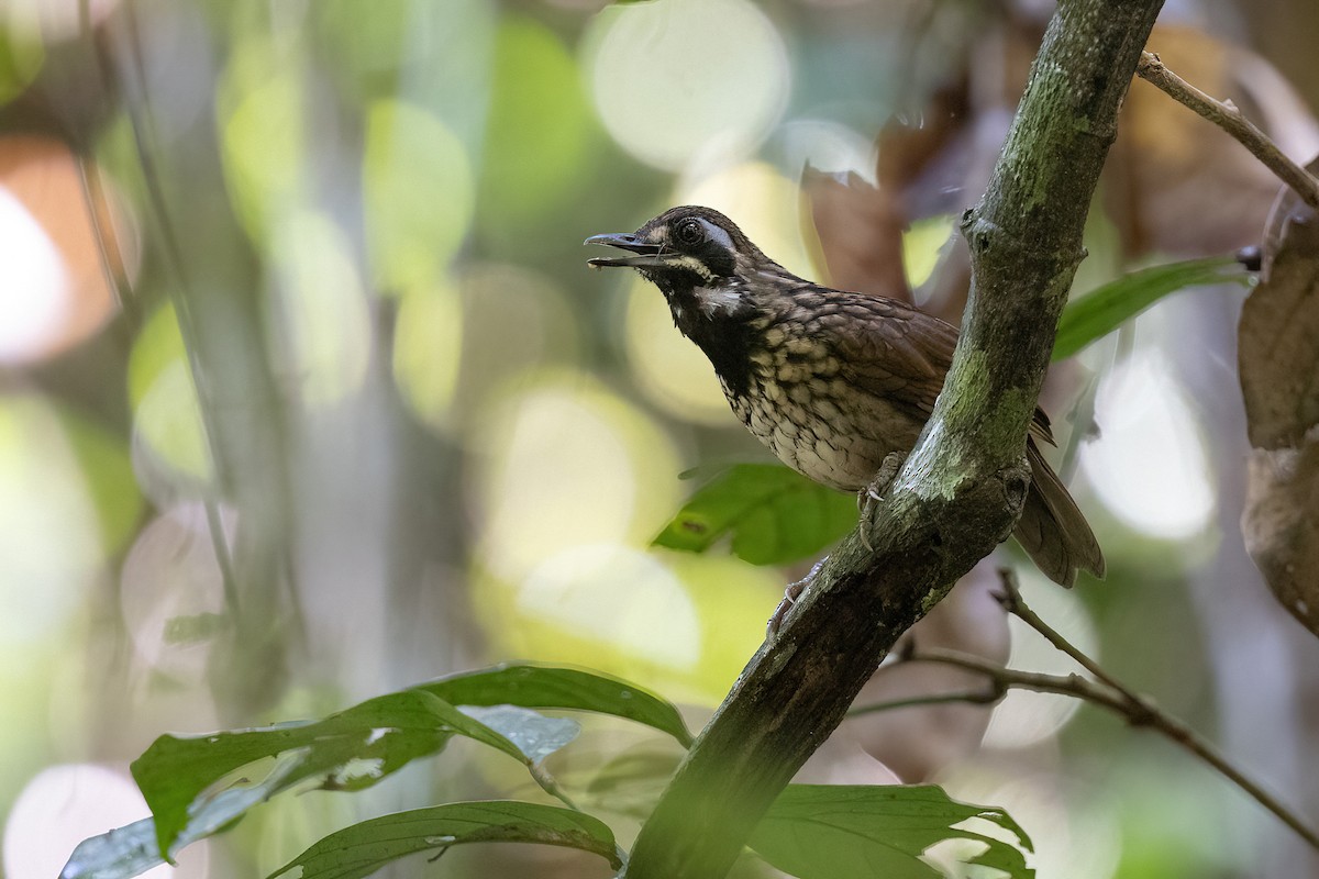 Black-throated Wren-Babbler - Chris Venetz | Ornis Birding Expeditions