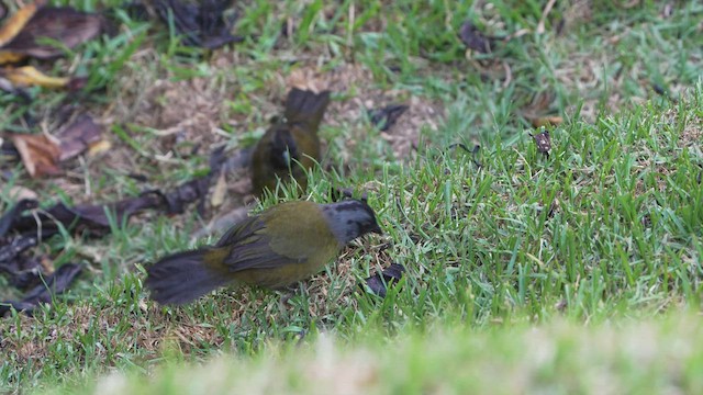 Large-footed Finch - ML565564411
