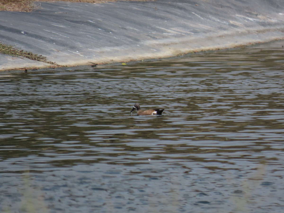 eBird Checklist - 1 May 2023 - Blue Bay Curaçao Golf & Beach Resort ...