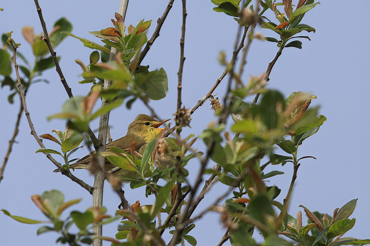 Melodious Warbler - ML565564921